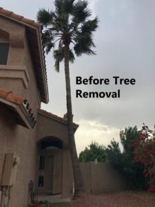 A tall palm tree next to a house before removal by Alia's Tree Services And Landscaping in Phoenix, AZ.