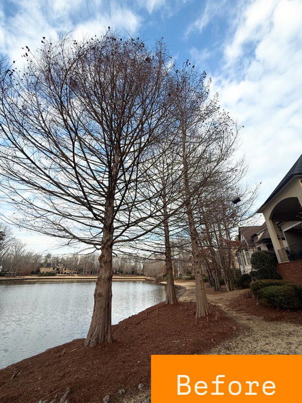 A "before" view of a lakefront property with multiple trees, prior to tree service work by Hall's Tree Service in Paw Paw, MI.