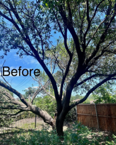 A large tree with a broken branch, marked 'Before' a tree trimming service by SGC Services in Fort Worth, TX.
