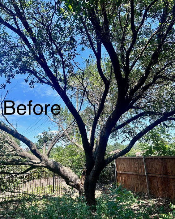 A large tree with a broken branch, marked 'Before' a tree trimming service by SGC Services in Fort Worth, TX.