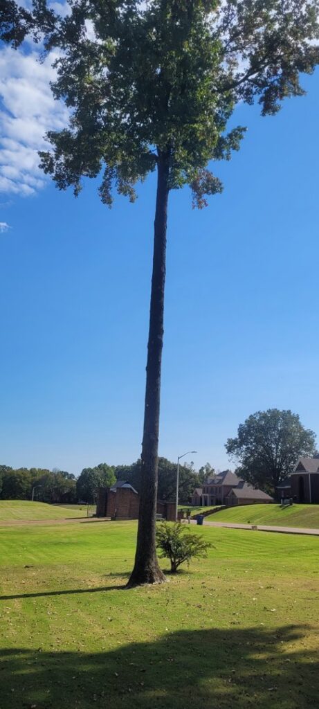 A large, bare tree with a bucket truck in a 'before' photo, showing a tree service project by A New Image Property Maintenance in Olive Branch, MS.