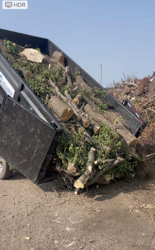 A black dumpster from 515 Dumpsters unloading tree branches and logs in West Des Moines, IA.