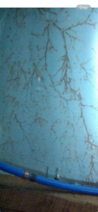 A blue surface with branching patterns, possibly mold or mineral deposits, indicating a cleaning or remediation service by AnderCall Professional Services LLC in Seaford, DE.