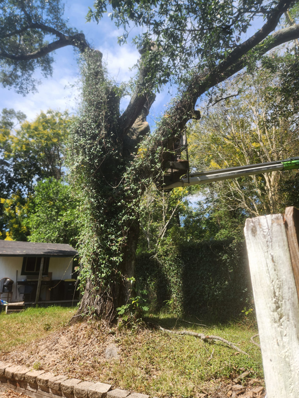 A boom lift positioned next to a large, ivy-covered tree, indicating tree trimming work by Tree Worx in Darlington, PA.