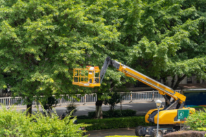 A yellow boom lift positioned next to a large tree, ready for trimming or maintenance by Capital City Tree Care in Baton Rouge, LA.