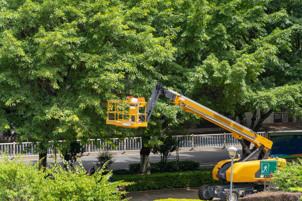 A yellow boom lift positioned next to a large tree, ready for trimming or maintenance by Capital City Tree Care in Baton Rouge, LA.