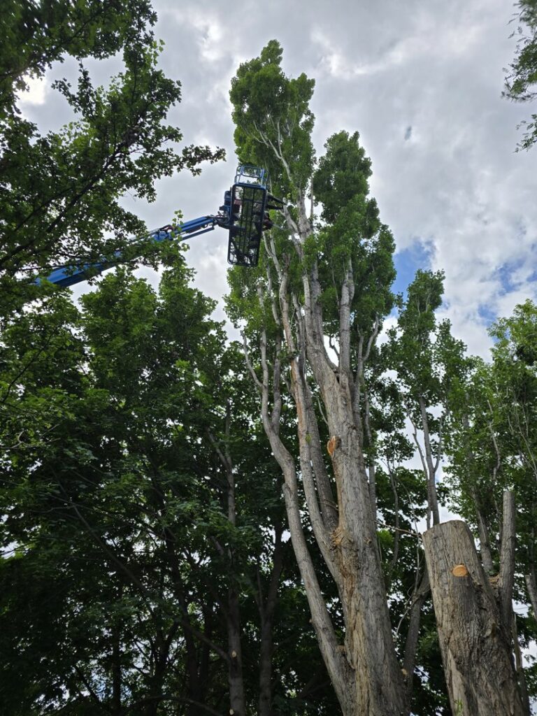 A boom lift extended high into a tall tree for professional trimming by PJ's Tree Service in Missoula, MT.