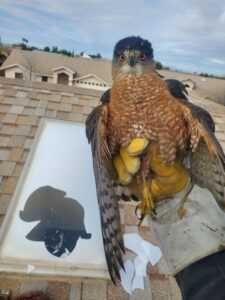 A broken skylight on a roof, indicating damage that can be repaired by Sonoran Wildlife Services in Tucson, AZ.