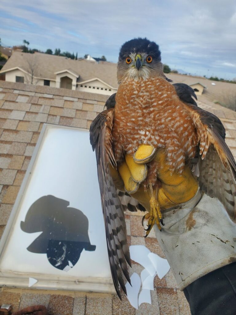A broken skylight on a roof, indicating damage that can be repaired by Sonoran Wildlife Services in Tucson, AZ.