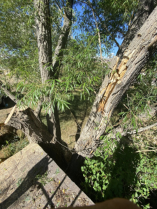 A tree with a large broken branch, indicating damage that requires tree service from Tree Keepers LLC in Littleton, CO.