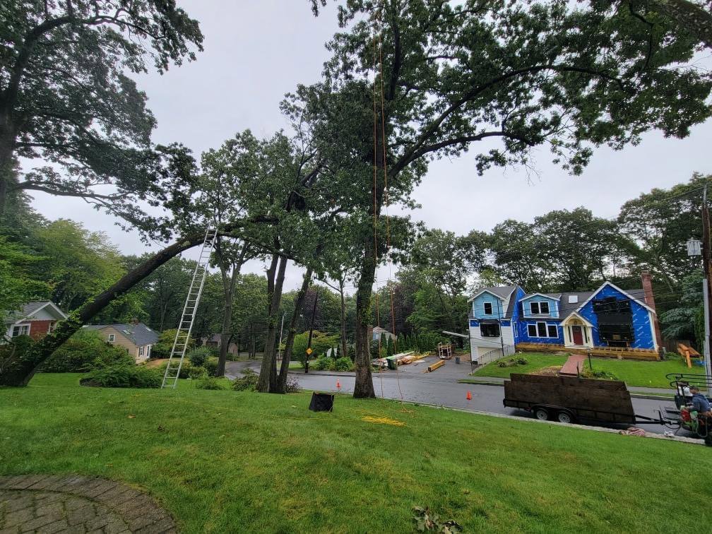 A large broken tree branch over a street, being prepared for removal by Roman Tree Services LLC in Cambridge, MA.