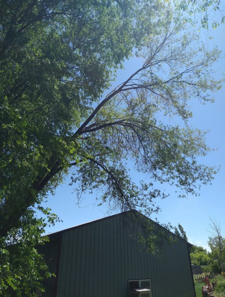 A large broken tree branch hanging precariously over a building, indicating a need for tree service from Pro Cuts Tree Service in Caldwell, ID.
