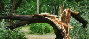 A large broken tree branch after a storm, showing damage that requires cleanup by Delaware Landscaping Services INC. in Dover, DE.