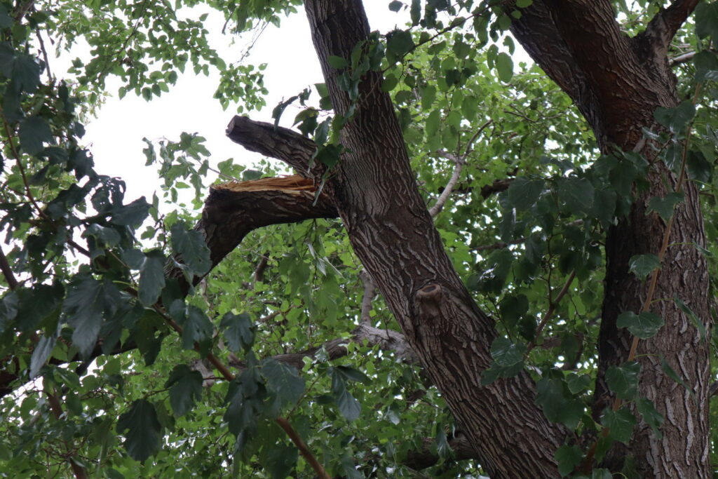 A large broken tree branch, indicating storm damage or a need for tree service from Golden Tree Service in Provo, UT.