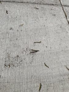 A close-up of a broom finish concrete surface texture, a common finish provided by concrete poured & installed - cp&i in Buffalo, NY.