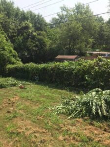 A person standing next to a trimmed hedge with a chainsaw on the ground, showing brush clearing by 91Tree 81Sticks Tree Service in Kansas City, MO.