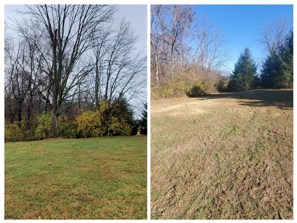 Before and after photos of a property after brush clearing services by Canter Tree & Stump Solutions in Indianapolis, IN.