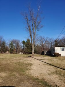 A tree service worker in safety gear clearing brush and debris from a property line for King's Tree Service LLC in Winfield, MO.