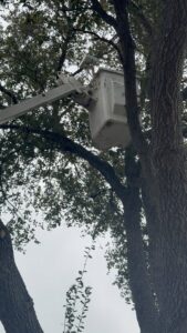 A bucket truck arm from Arbortex Tree Service extended into a tree for trimming in Corpus Christi, TX.
