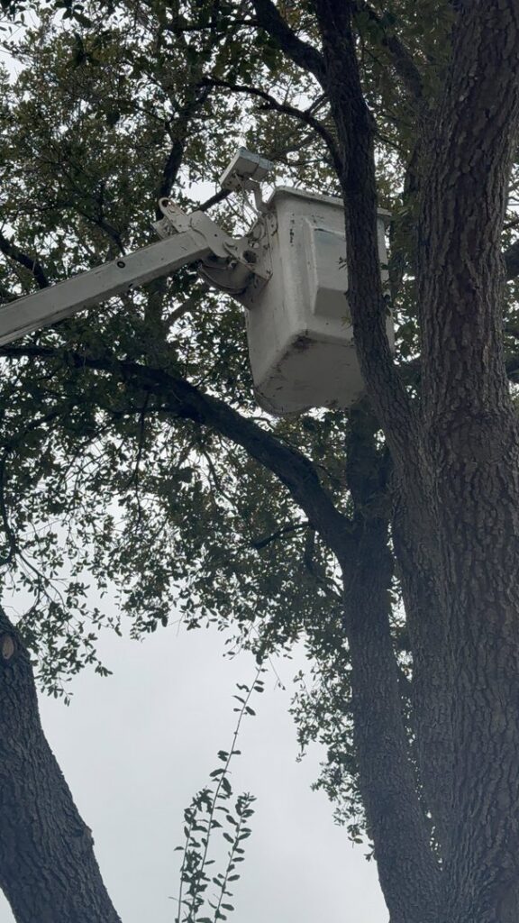 A bucket truck arm from Arbortex Tree Service extended into a tree for trimming in Corpus Christi, TX.