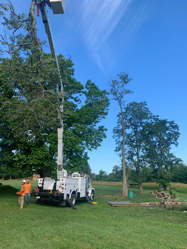 A bucket truck extended high for tree trimming or removal, with workers on the ground, by G & C Tree Service LLC in Schenectady, NY.