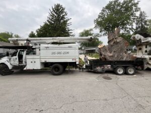 A bucket truck with a trailer hauling a very large tree stump after removal by Southern Accent Tree Service in West Des Moines, IA.