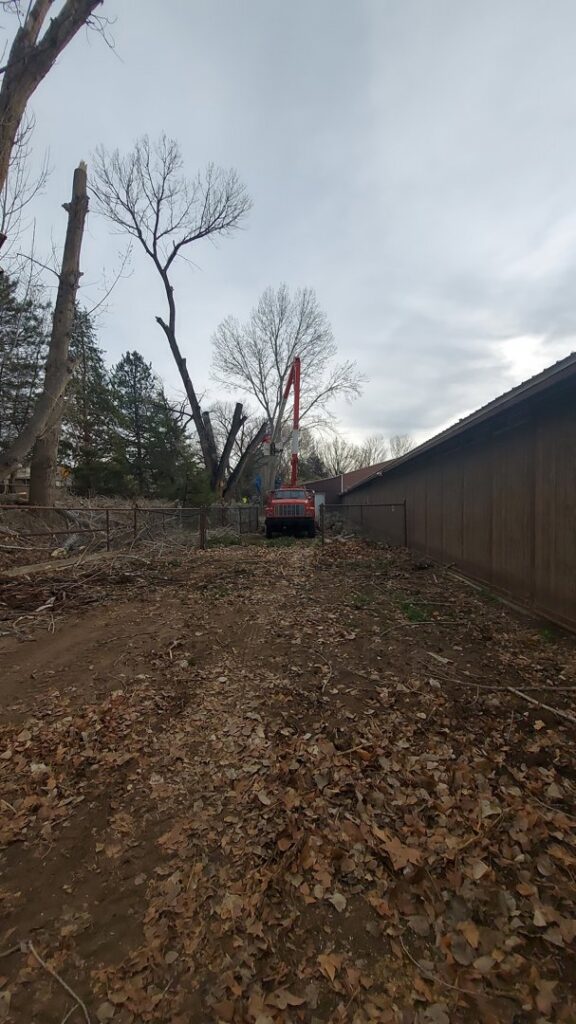 A bucket truck working on a large tree with other trimmed trees in the background by R and J Tree Service in Farmington, NM.