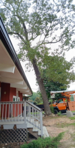 A large tree next to a house with a bucket truck from Joel's tree service ready for work in Greensboro, NC