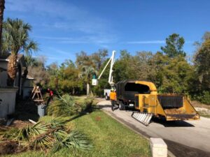 A worker in a bucket truck trimming a palm tree with a wood chipper on site by Blaze Tree Service Inc in Orlando, FL