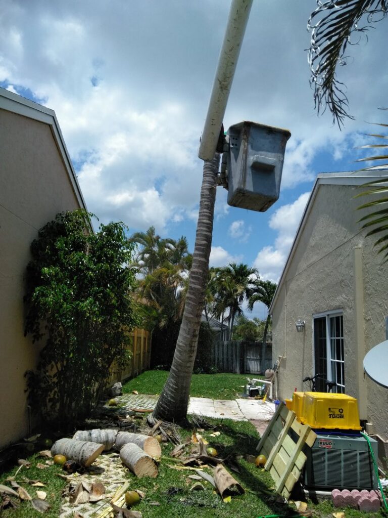 A worker in a bucket truck performing palm tree trimming and removal services for MJ'z Tree and Landscaping Service LLC in Fort Lauderdale, FL.