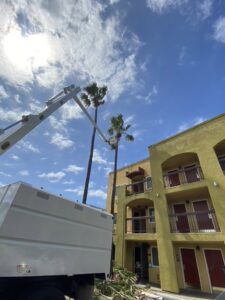 A worker in a bucket truck trimming a tall palm tree next to a building, provided by Salcedo Tree Service Inc in San Diego, CA.