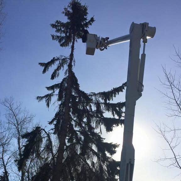 A bucket truck positioned next to a tall evergreen tree, ready for tree service work by Beaver Creek Tree Service in Penns Grove, NJ.