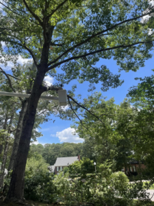 A bucket truck extended to perform tree pruning or removal services by Northeast Alabama Tree Experts LLC in Anniston, AL.