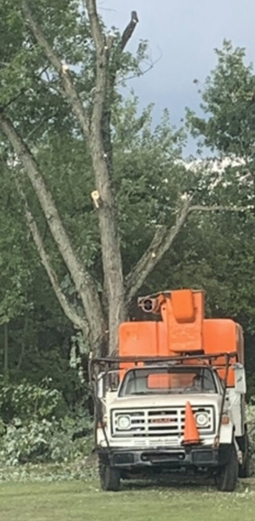 A bucket truck parked in front of a large tree that has been professionally pruned by Outdoor Services in Youngstown, OH.