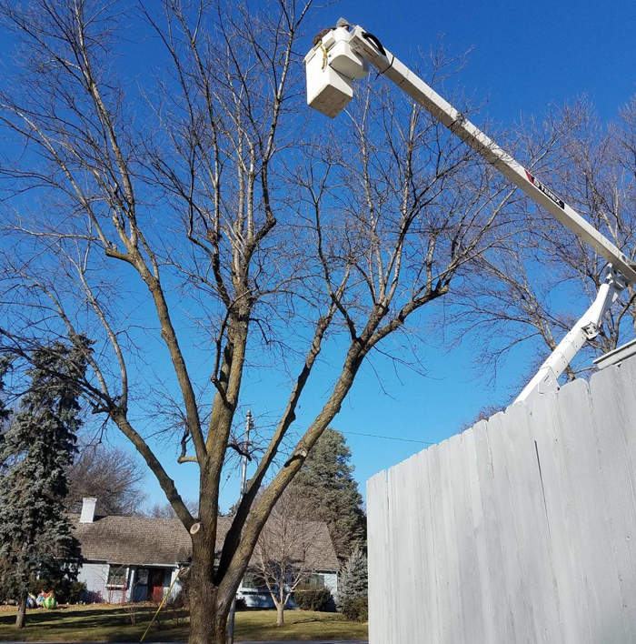 A bucket truck extended to a large tree, performing tree pruning or removal services for Buckeye Tree Services Inc. in Papillion, NE.