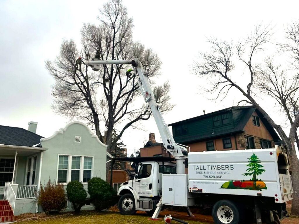 Workers in a bucket truck performing tree pruning for Tall Timbers Tree & Shrub Service in Colorado Springs, CO.