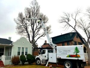 Workers in a bucket truck performing tree pruning for Tall Timbers Tree & Shrub Service in Colorado Springs, CO.