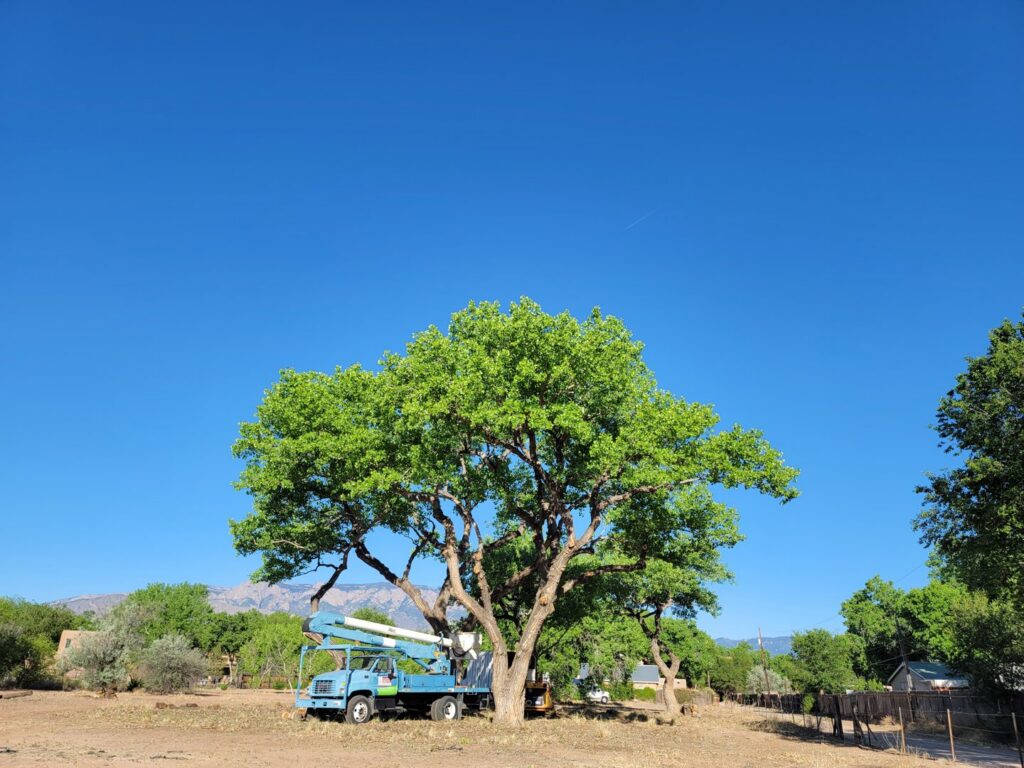 A bucket truck positioned under a large, healthy tree for tree service by InnovationTree Specialist in Rio Rancho, NM.