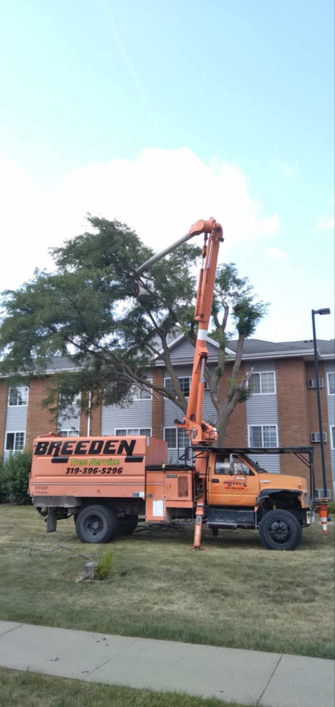 A Breeden Tree Service bucket truck trimming a large tree in Cedar Rapids, IA