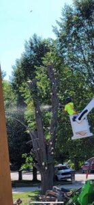 A worker in a bucket truck performing tree trimming services for Custom Cuts Tree Service in Watertown, SD.