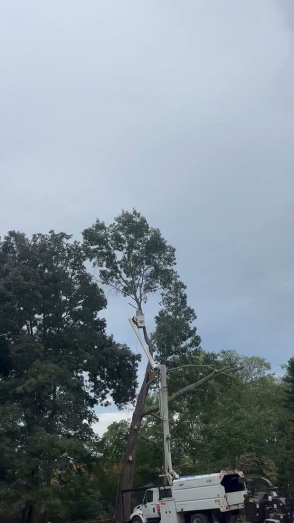 A worker in a bucket truck performing tree trimming on a tall tree for Elite Tree Service in Knoxville, TN.