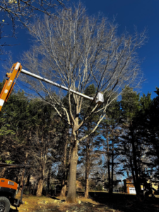A bucket truck with its arm extended towards a large tree for professional tree trimming by J-1 tree Service in Raleigh, NC.