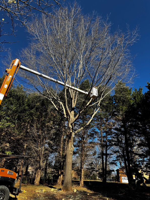 A bucket truck with its arm extended towards a large tree for professional tree trimming by J-1 tree Service in Raleigh, NC.