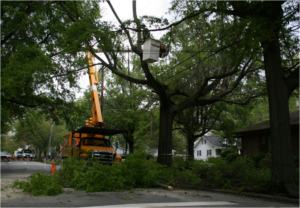 A bucket truck and arborist trimming a tree near power lines for Top Tree Service Newark in Newark, NJ.