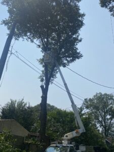 A bucket truck from Mr. Green-Jeans Lawn Service & Tree Service trimming tree branches near power lines in Decatur, AL.