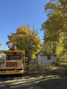 A yellow bucket truck used for tree trimming and removal by West Valley Tree Service LLC in Yakima, WA.