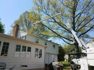 A bucket truck is positioned for tree trimming or removal service in a residential area by Robert Burk Tree & Landscaping LLC in Milford, DE.