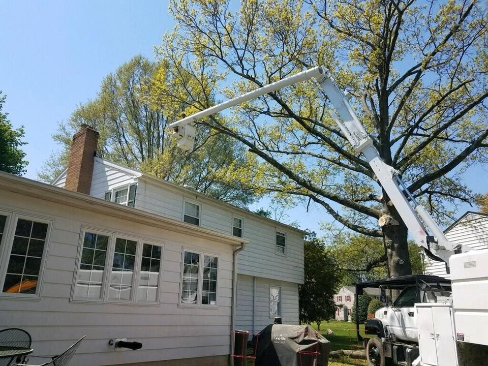 A bucket truck is positioned for tree trimming or removal service in a residential area by Robert Burk Tree & Landscaping LLC in Milford, DE.