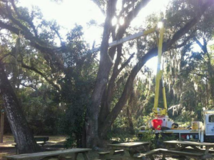 A bucket truck performing tree trimming services for All American Tree Pro in Tallahassee, FL.