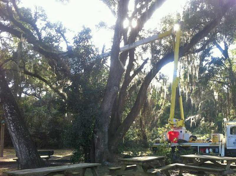 A bucket truck performing tree trimming services for All American Tree Pro in Tallahassee, FL.